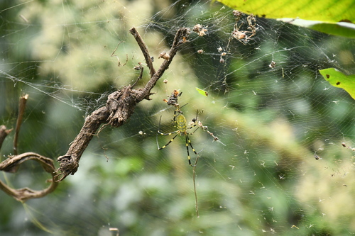 Joro Spider