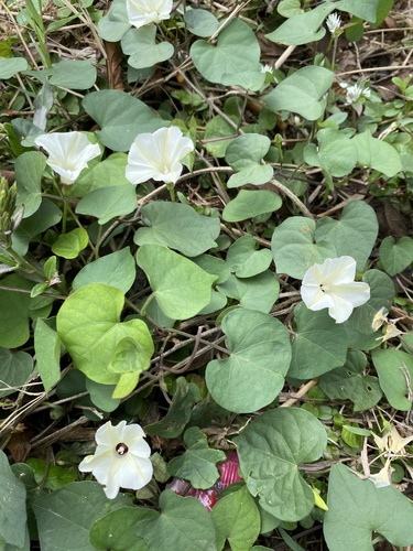 Obscure Morning Glory