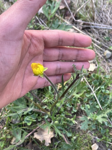 iNaturalist observation photo of buttercups
