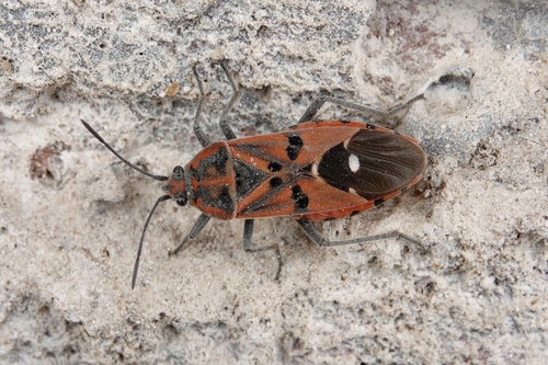 Indian Milkweed Bug