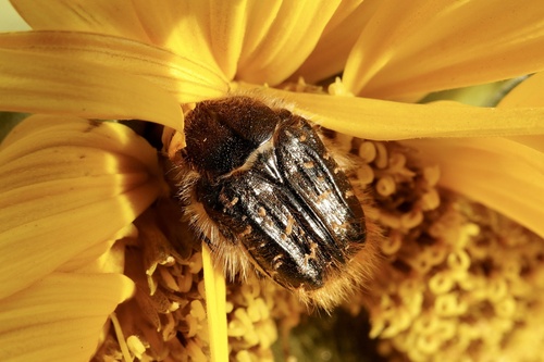 Hairy Rose Beetle