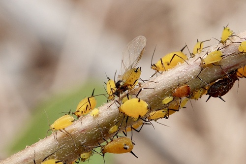 Oleander Aphid
