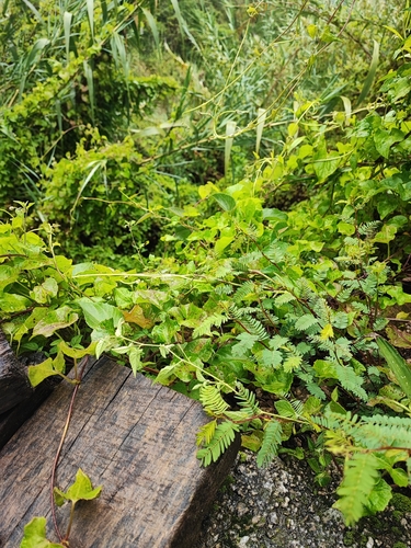 Solanum catilliflorum