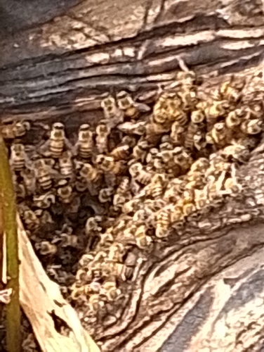Western Honey Bee