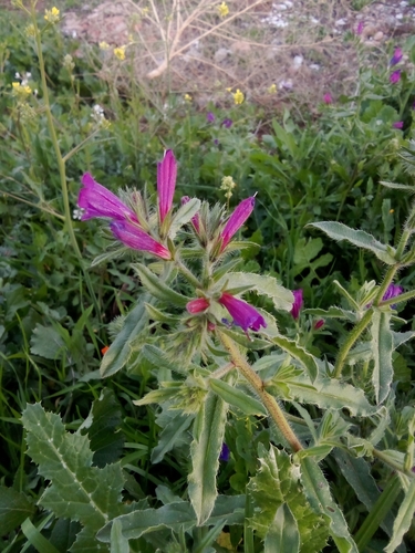 Echium sabulicola decipiens
