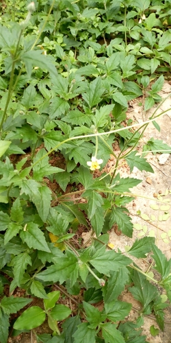 Asteraceae image