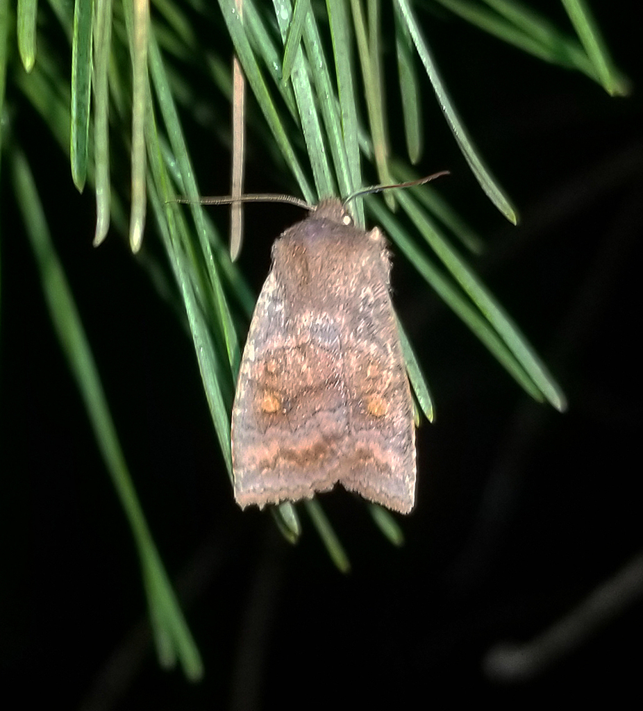 Three-spotted Sallow from Fentress County, TN, USA on February 25, 2025 ...