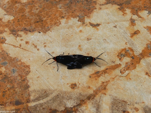 Antichloris toddi