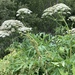 Persian Hogweed - Photo (c) margela, all rights reserved