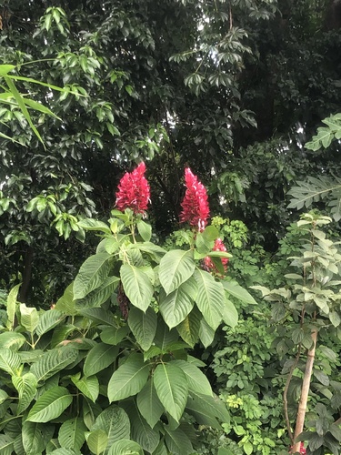 Brazilian red-cloak