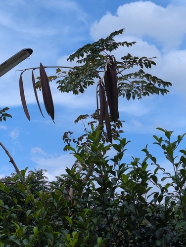 Indian trumpet tree