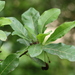 Sloanea terniflora - Photo (c) Alfredo Frias Castro, all rights reserved, uploaded by Alfredo Frias Castro