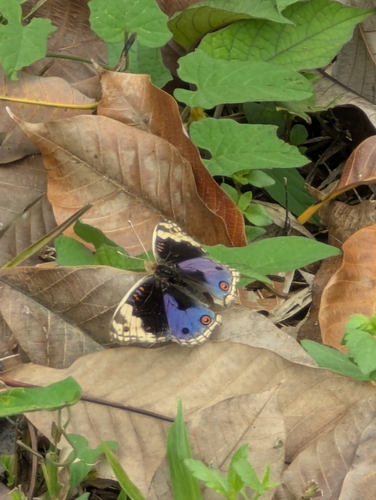 Blue Pansy