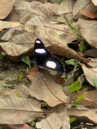 Danaid Eggfly