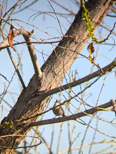 iNaturalist observation photo of Bewick's Wren