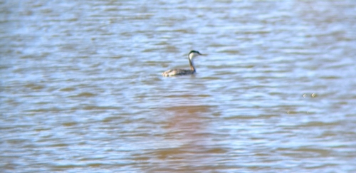 iNaturalist observation photo of Western Grebe