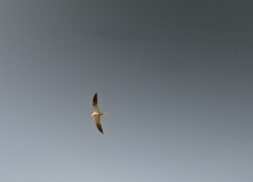 iNaturalist observation photo of White-tailed Kite