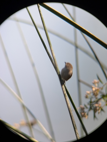 iNaturalist observation photo of Bushtit