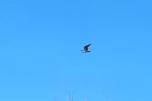 iNaturalist observation photo of Osprey