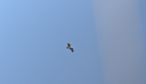 iNaturalist observation photo of Osprey