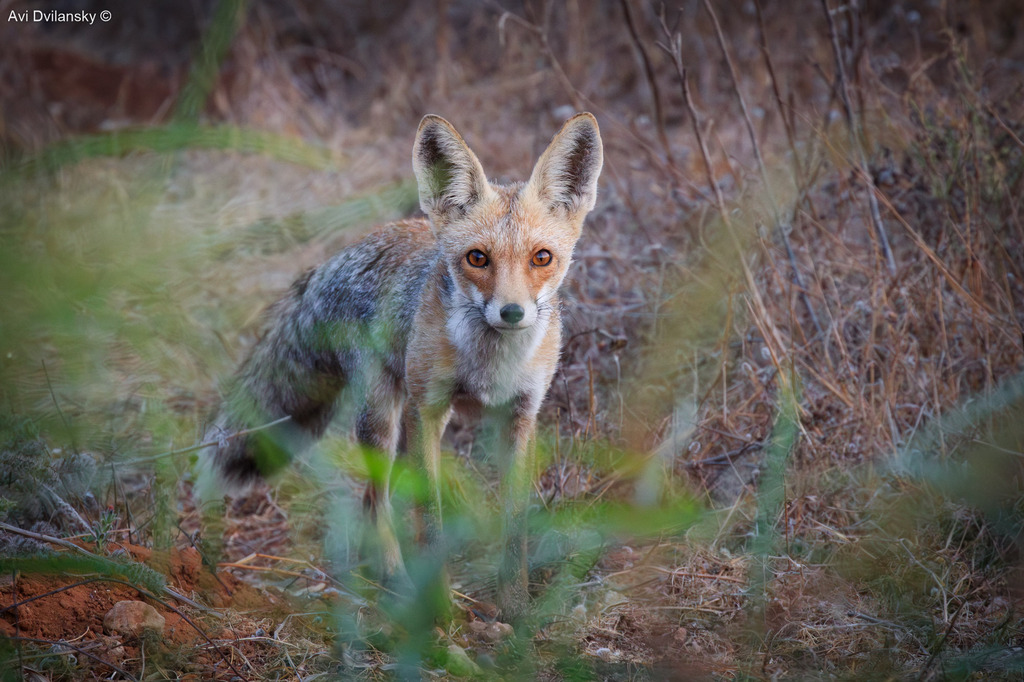 Red Fox from חוף הצוק, Herzliya, Israel on September 17, 2021 at 10:18 ...