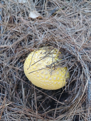 iNaturalist observation photo of Amanita subsect. Amanita