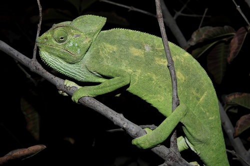 African Chameleon