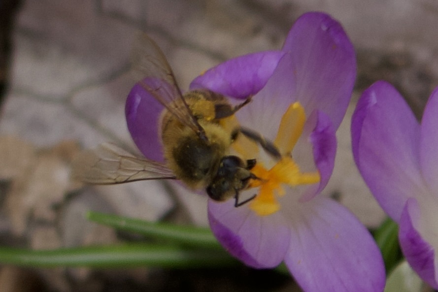 Western Honey Bee in February 2025 by Maggie Bartolovich · iNaturalist