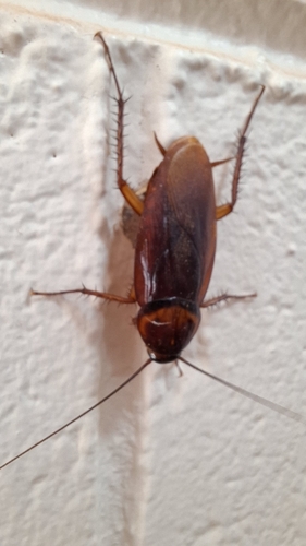 American Cockroach