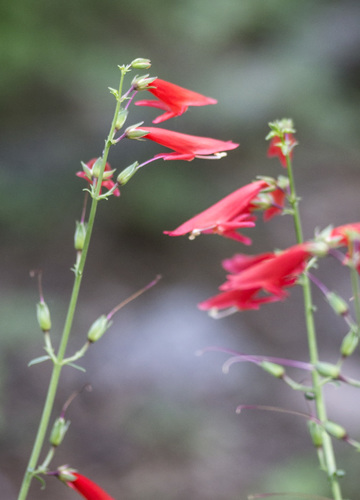 Beardlip Penstemon