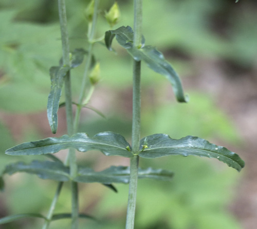 Beardlip Penstemon