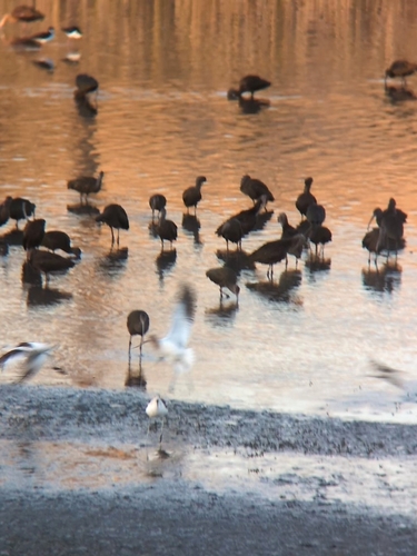 iNaturalist observation photo of American Avocet