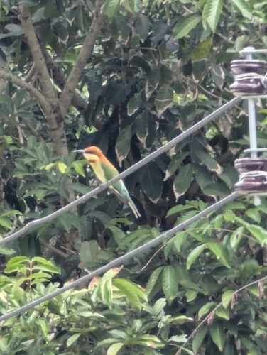 Chestnut-headed Bee-eater