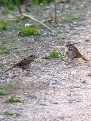 iNaturalist observation photo of Song Sparrow
