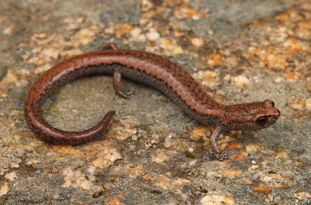 Tehachapi Slender Salamander (Batrachoseps stebbinsi)