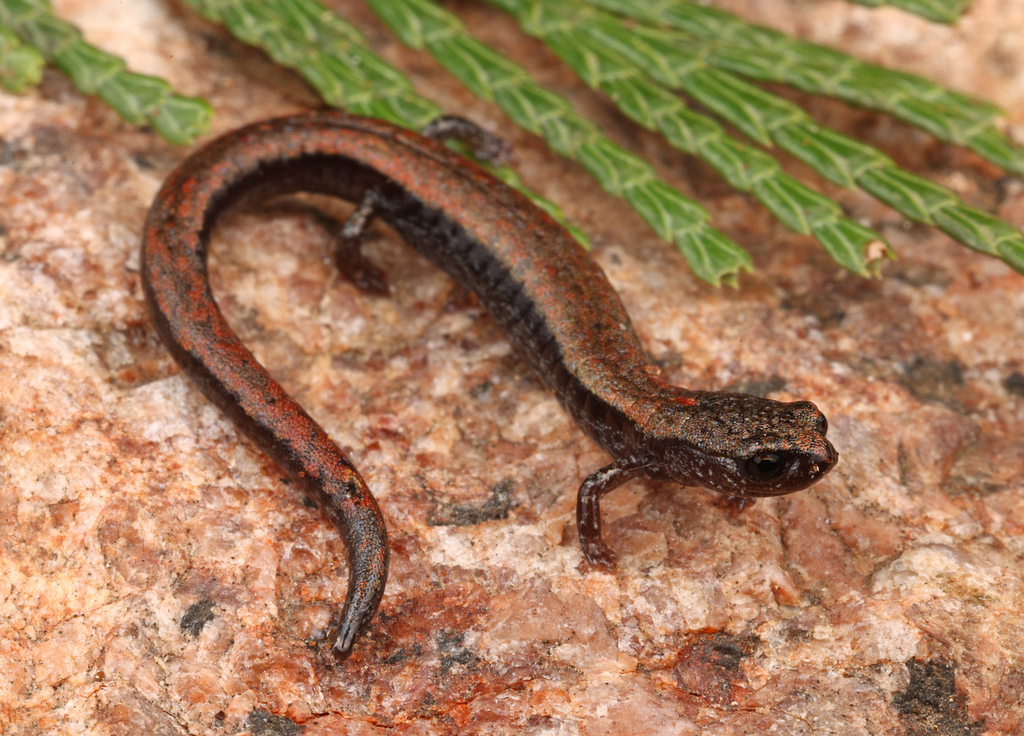 Greenhorn Mountains Slender Salamander