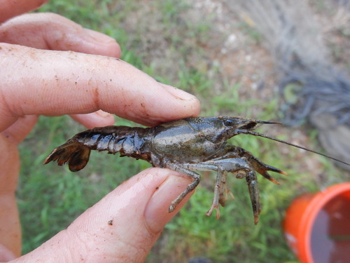 Southwestern Creek Crayfish (Procambarus dupratzii) · iNaturalist