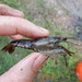 Southwestern Creek Crayfish - Photo (c) Melissa Casarez, all rights reserved, uploaded by Melissa Casarez