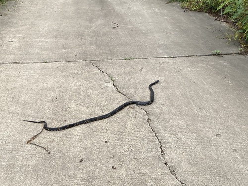 Manchurian Black Ratsnake