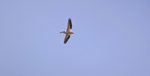 iNaturalist observation photo of American White Pelican