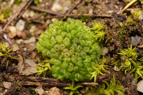 Sphaerocarpos europaeus