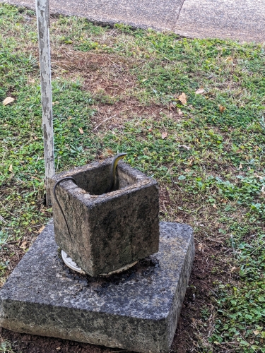 Common Tree Snake sighting