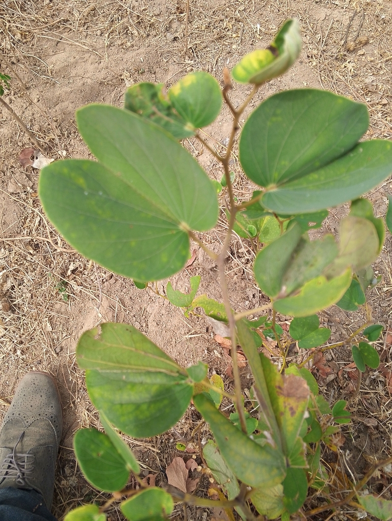 camels-foot monkeybread from N'Dali, Bénin on February 27, 2025 at 10: ... camels-foot monkeybread from N'Dali, Bénin on February 27, 2025 at 10: ...