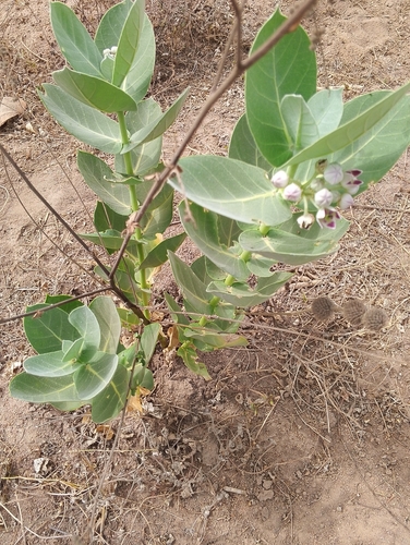 giant milkweed