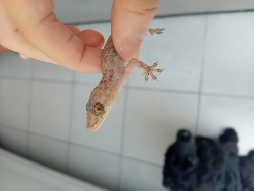 Tropical House Gecko