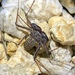 Florida Tailless Whipscorpion - Photo (c) cbwalton, all rights reserved, uploaded by cbwalton