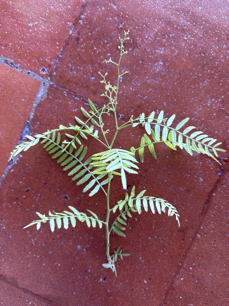 Peruvian Pepper Tree from Camino Viejo al Panteón, San Miguel de ...
