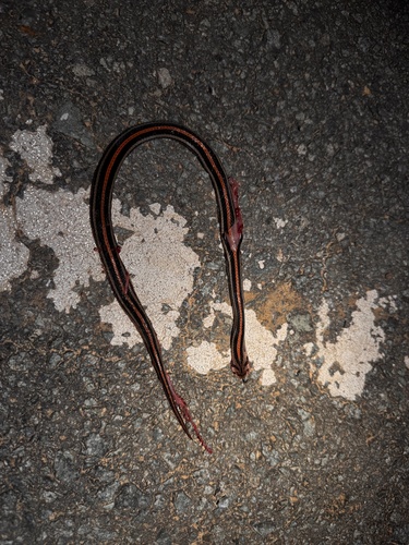 Eight-striped Kukri Snake