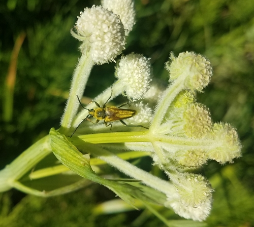 iNaturalist observation photo of Yellow Velvet Beetle
