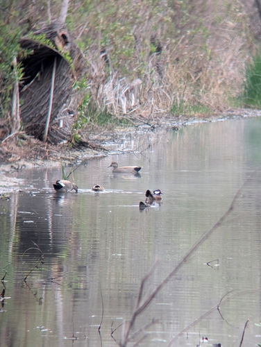 iNaturalist observation photo of Hooded Merganser